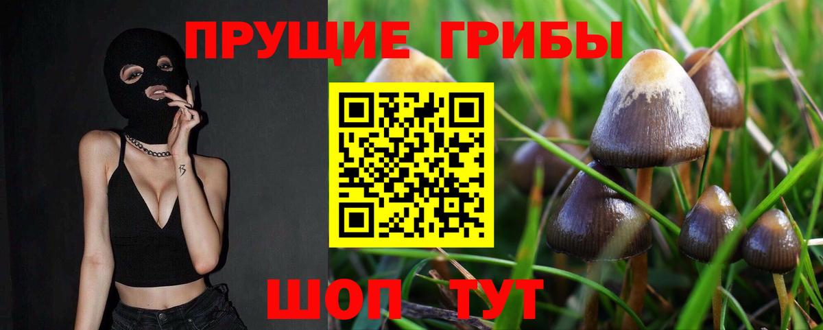 сколько стоит  Вход с VPN  Беслан  Галлюциногенные грибы Psilocybe 